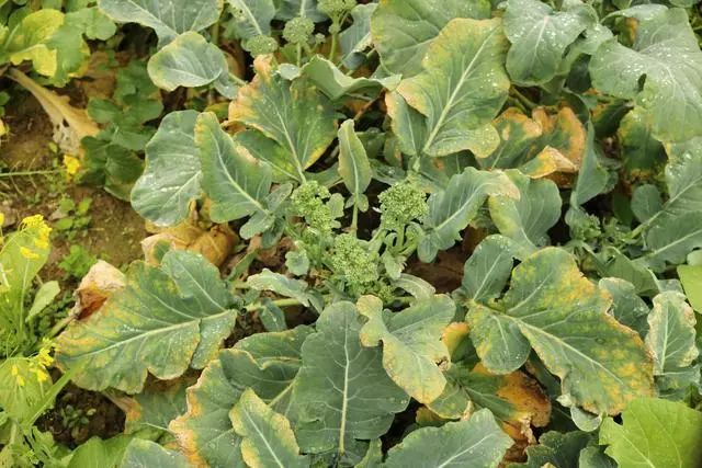 除草剂_花生出苗后用什么除草剂除草_黄豆地用什么除草剂除草