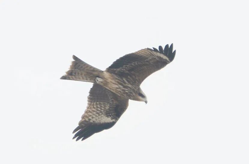 “黑鸢5号”。红山森林动物园供图