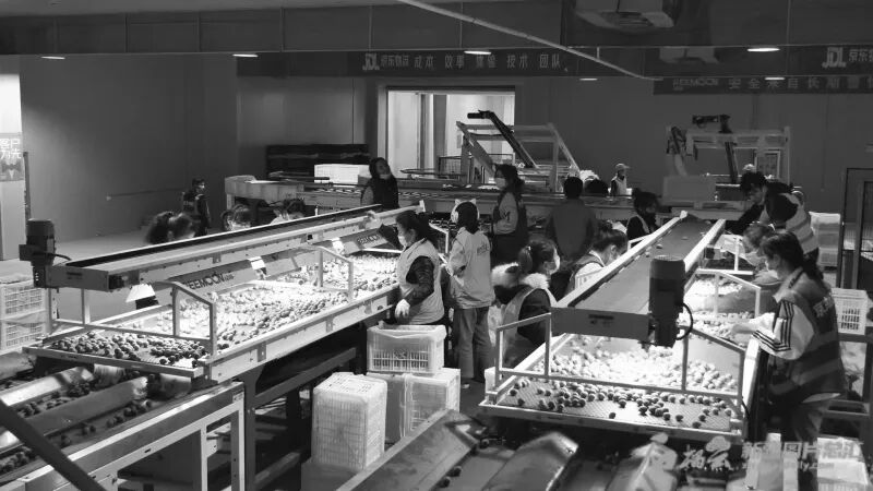 伽师县粤伽新梅产业园里全自动化伽师新梅分拣生产线一角。石榴云/新疆日报记者 韩沁言 摄