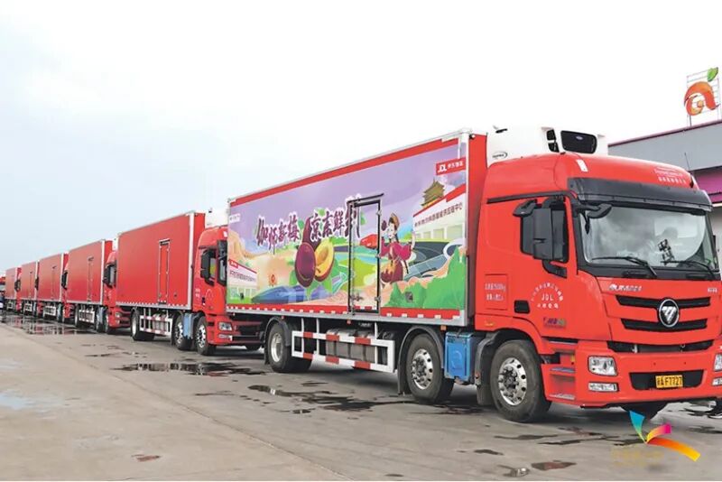 新梅装车，通过便捷高效的交通运输网络销往全国各地。（资料图片）