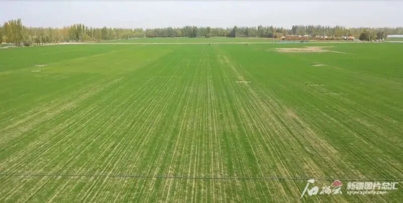 英吉沙县乔勒潘乡江尕勒艾日克村的麦田里，村民利用滴管给冬小麦浇水。余飞 摄