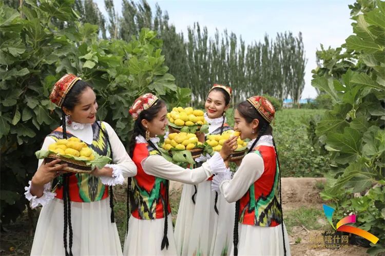 岳普湖的无花果。