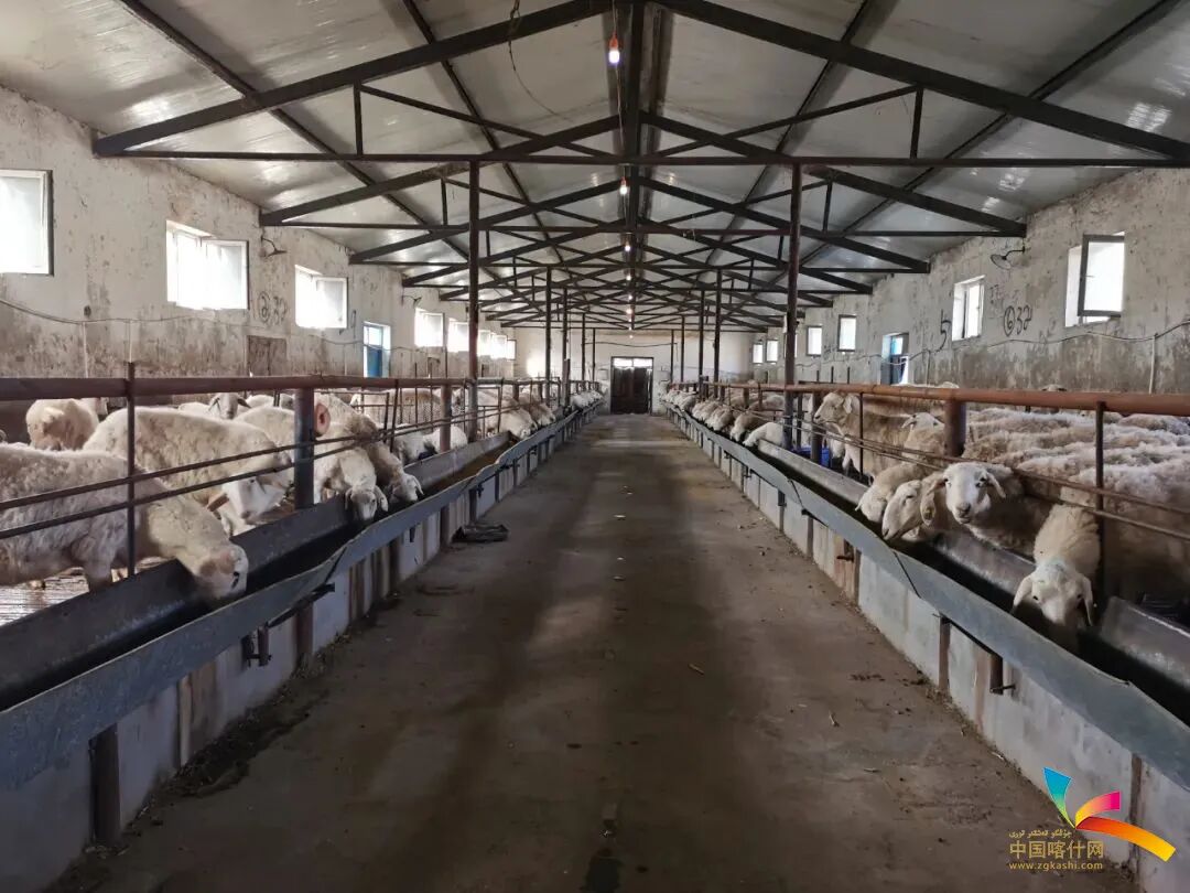 标准化养殖棚圈.(资料图)