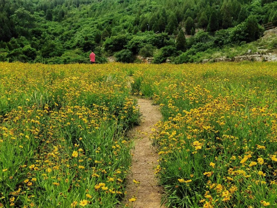 济南凤凰路花海图片