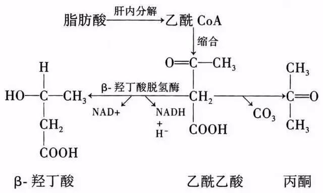 FitQ水母健康-生酮饮食