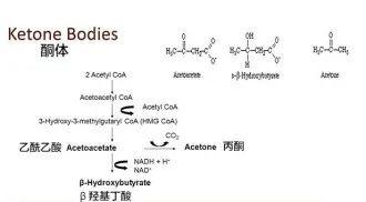 FitQ水母健康-生酮饮食