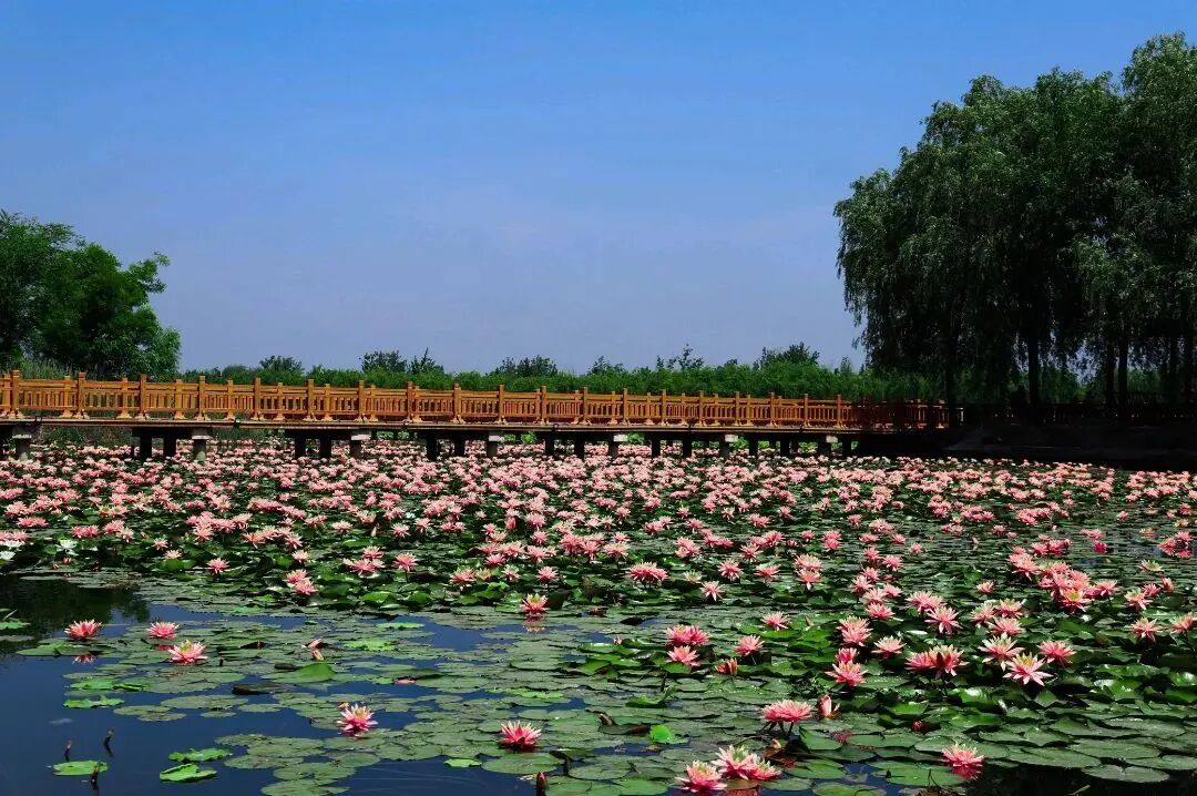 玩法>文章详情>随后游览曹县八里湾,下午赴曹县黄河故道湿地风景区,该