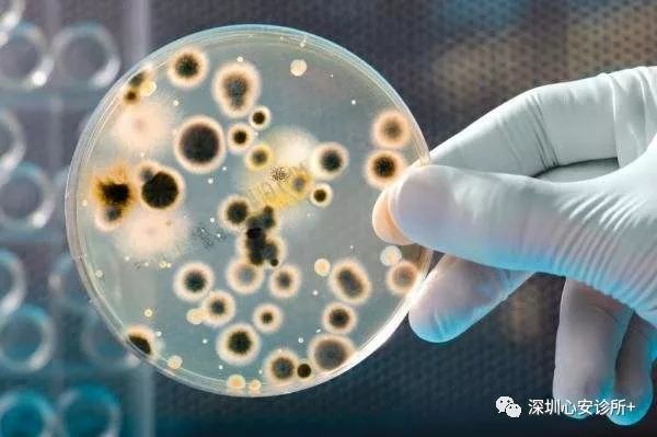 境十分苛刻的革兰氏阴性菌。是目前所知能在胃中生存的唯一微生物种类。