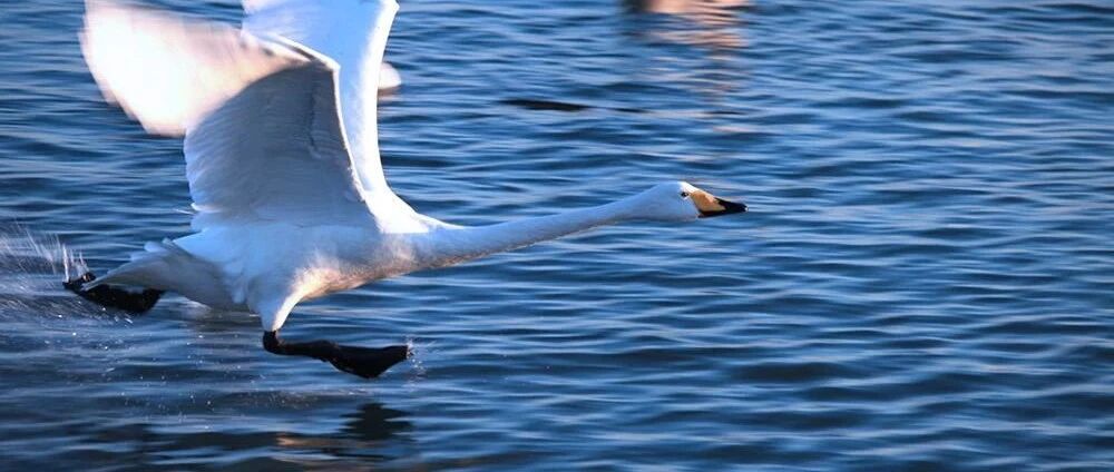 鹅 鹅 鹅，合并单元格，专门坑大哥
