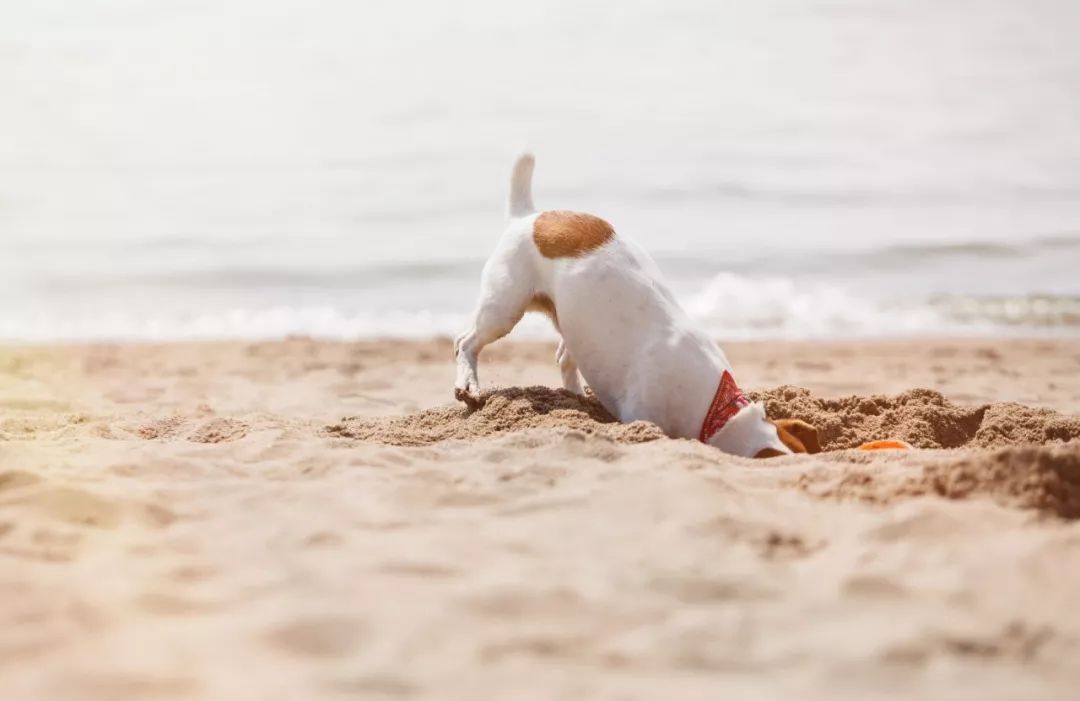 奧克蘭沙灘禁止白天遛狗？「鏟屎官」憤怒了... 寵物 第3張