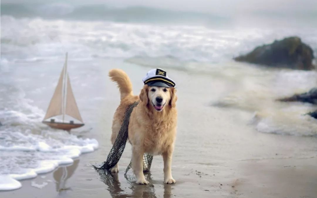 奧克蘭沙灘禁止白天遛狗？「鏟屎官」憤怒了... 未分類 第2張