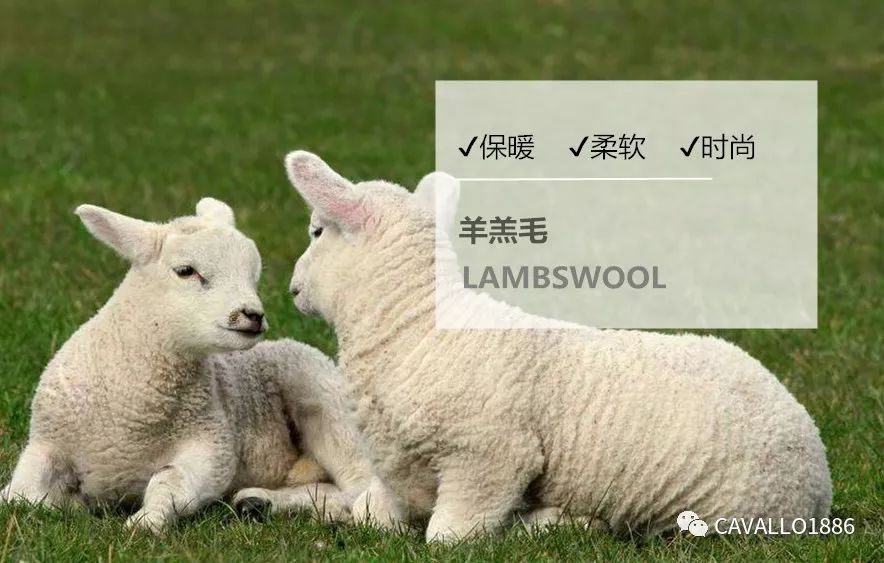 羊毛的这些品类你知道吗 Cavallo16 微信公众号文章阅读 Wemp