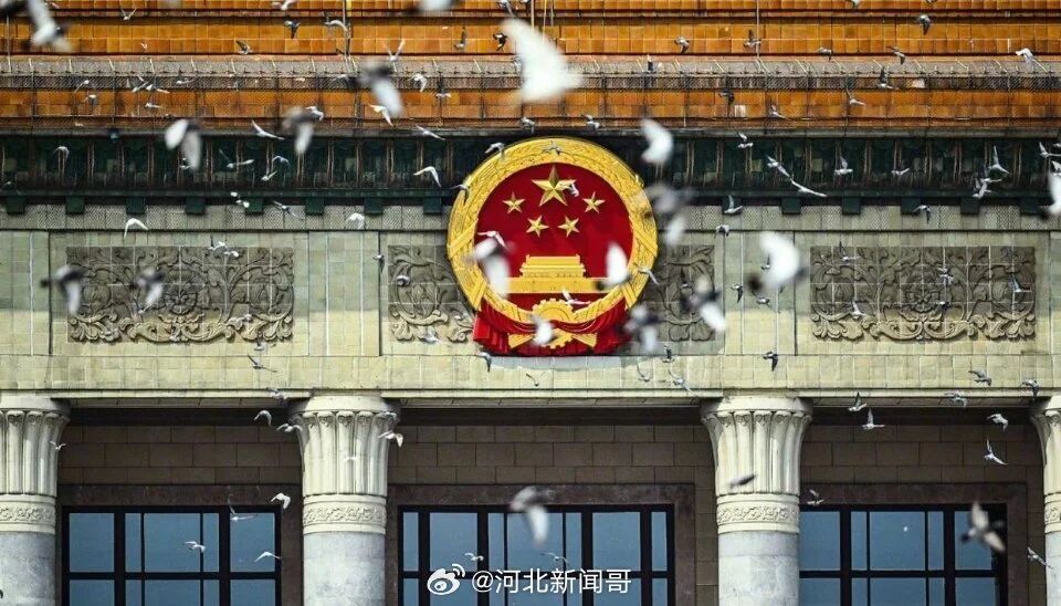 原来和平鸽是这么被选上的