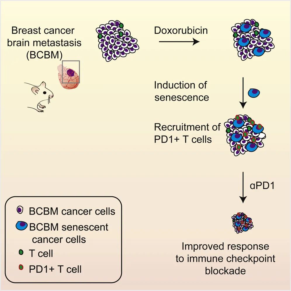 化疗可增强乳腺癌脑转移免疫疗效