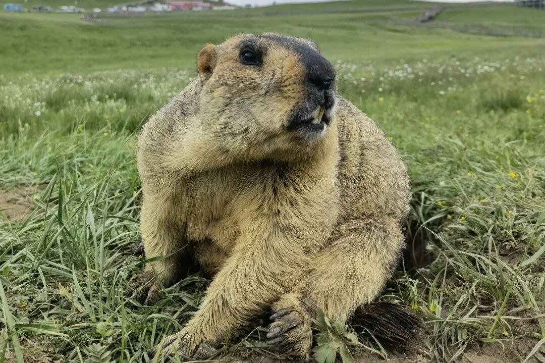 黄河九曲第一湾4a级景区