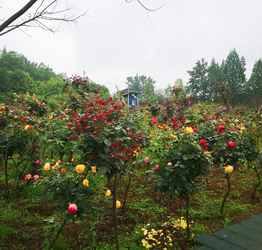七彩玫瑰庄园详情