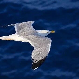 规模秒杀茅台 粮油王者金龙鱼即将登陆创业板 (附IPO最新排队名单)