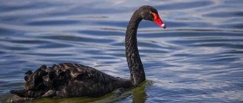 超大黑天鹅！特朗普确诊新冠后，全球资本市场会如何走？