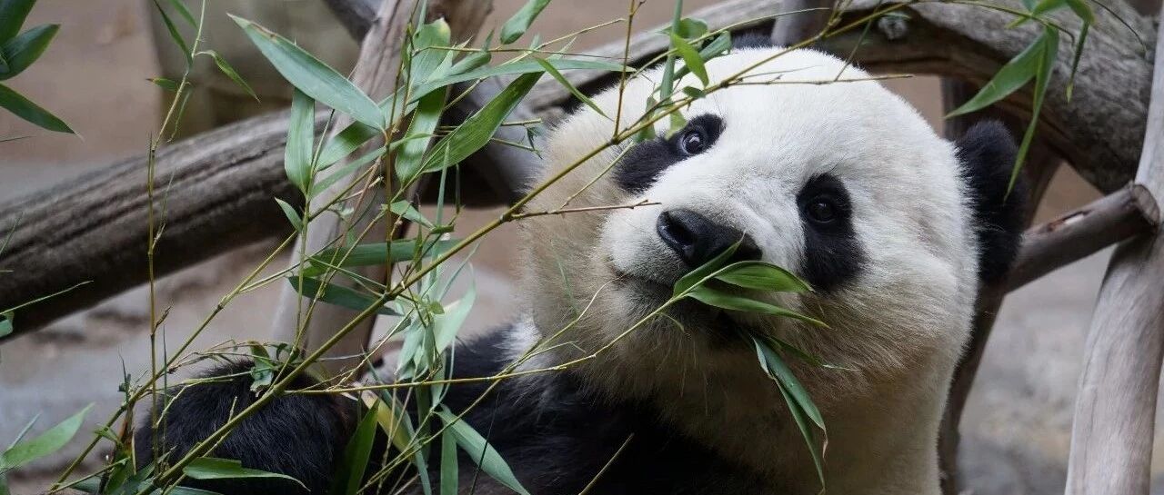 “闭关锁国”的真相：西方眼里中国的“原罪”｜全景读书会（文末赠书福利）