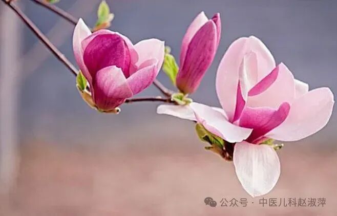 功效:宣通鼻窍,温通脉络.食疗的基础上,还可以通过通鼻操进行缓解.1.