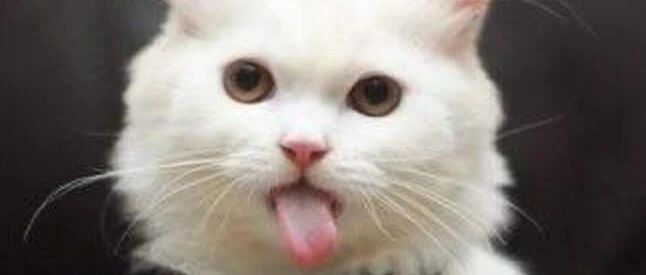 养猫背后不为人知的秘密，看完瑟瑟发抖……