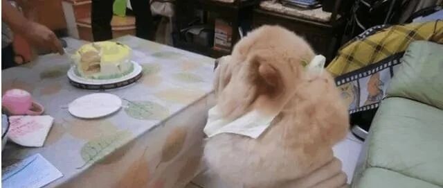 别挣扎了，你这辈子注定是个胖子！哈哈哈哈哈哈哈哈哈哈哈哈