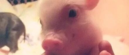 猪胖了都有人爱，你胖了呢？