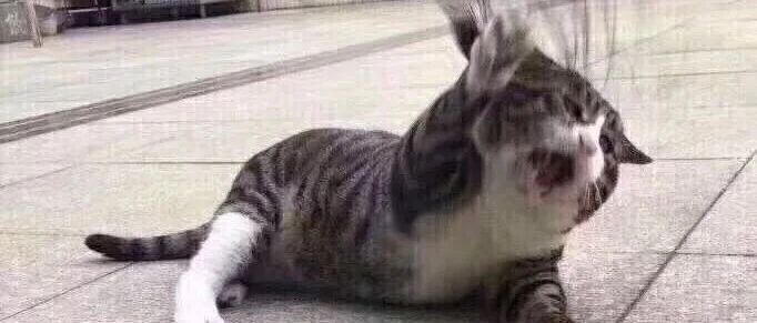 你有老婆，为什么还要给我买房买车？哈哈哈哈哈哈哈哈哈哈哈哈