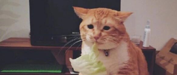 主人快来看，是不是666！！！哈哈哈哈哈哈哈哈哈哈哈哈哈哈哈