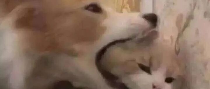 清华北大！求求你们别抢了！我要乐死了哈哈哈哈哈哈