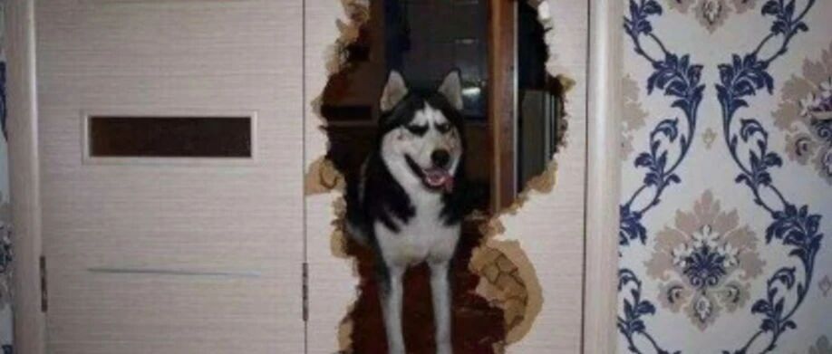 千万别养宠物！哈哈哈哈哈哈哈哈哈哈哈哈哈哈哈哈哈哈哈哈哈哈