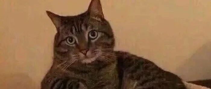 不养猫，你都不知道自己有多卑微!