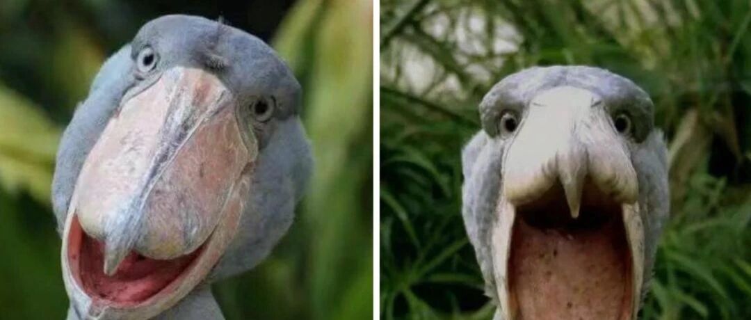 兄dei，你咋长得这么丑！哈哈哈哈哈哈哈哈哈哈哈哈哈哈哈