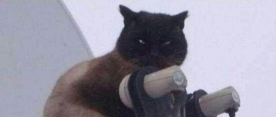 千万不要试图去了解一只小猫咪哈哈哈哈哈哈哈哈哈哈哈哈哈哈哈哈哈