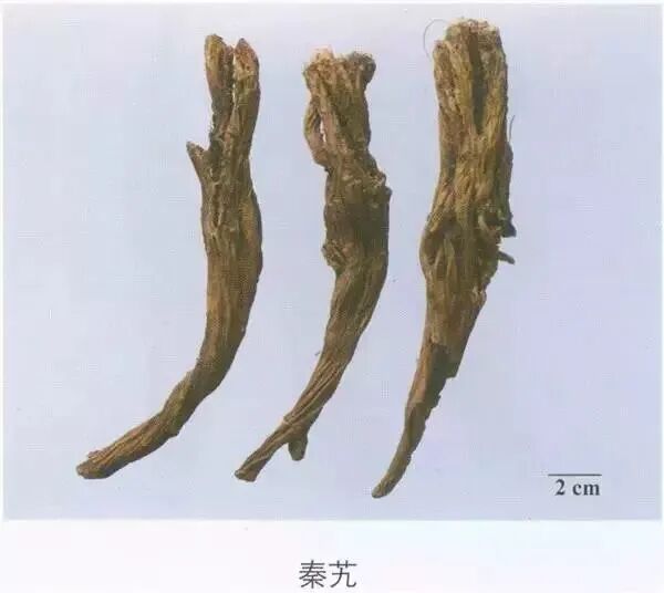 wbc体外短波做多久每周一味中药——秦艽-AED除颤器产品网
