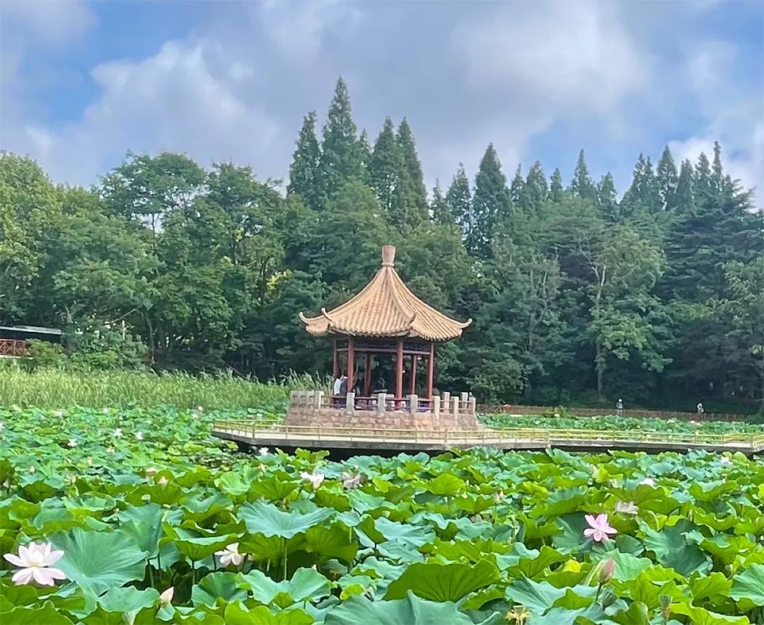 夏天的亭子图片