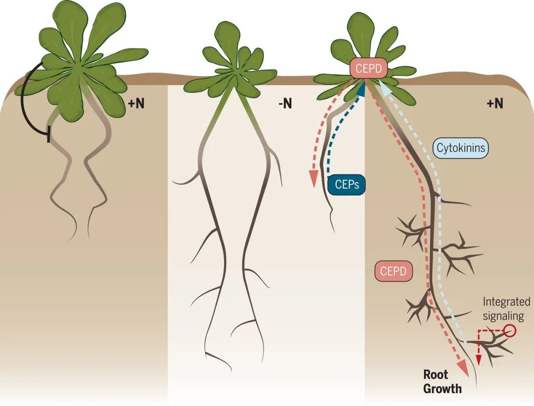 Science 全方位的解读根的生长是如何受地上部分的需求调控的 植物生物技术pbj 微信公众号文章阅读 Wemp