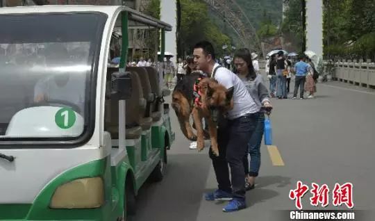 汶川地震救下15條人命的狗狗去世！網友寫下3800條評論，第一條就看哭了… 寵物 第38張