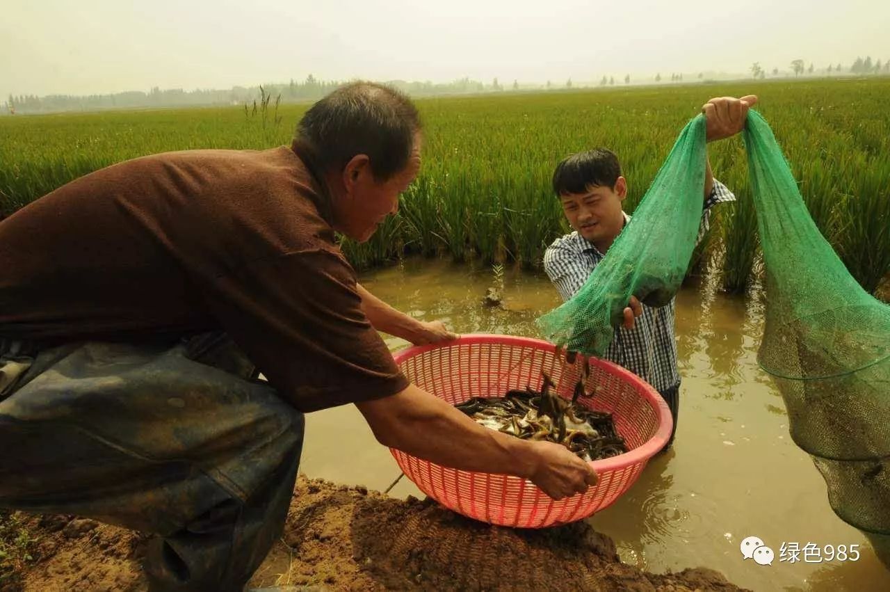 致富经泥鳅_泥鳅养殖户抱团致富_致富泥鳅养殖技术