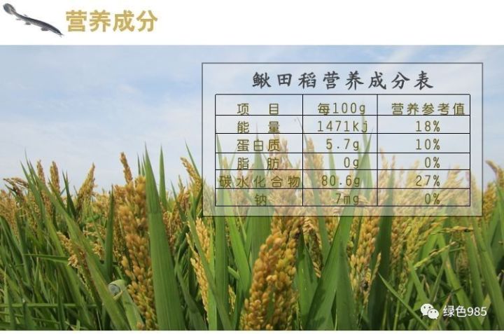 泥鳅养殖户抱团致富_致富经泥鳅_致富泥鳅养殖技术