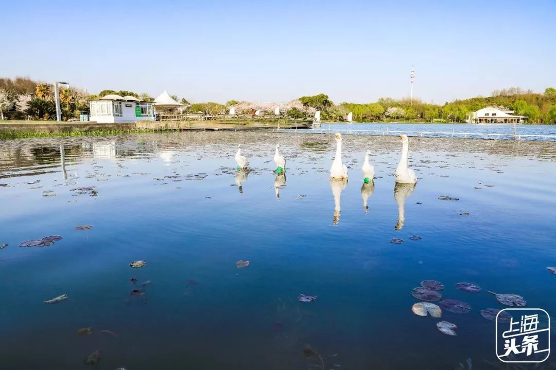 開掛式爆發！今天起，上海人都想湧向七寶古鎮…… 旅遊 第21張