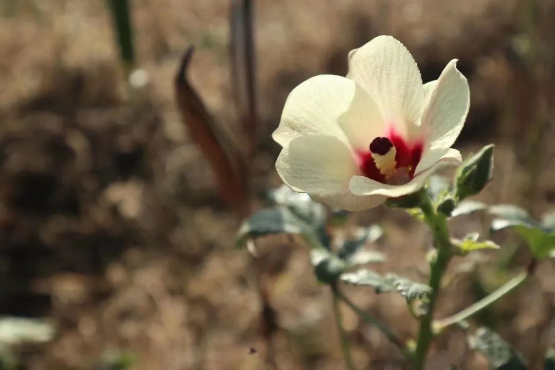 草木人间 秋花最是秋葵好 全网搜