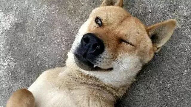 狗为什么吃屎？科学家给出一种答案！你信服吗？