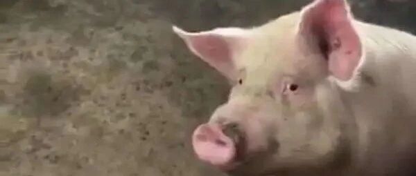 新冠还没平息，新猪流感病毒又来~~~具有大流行病潜力