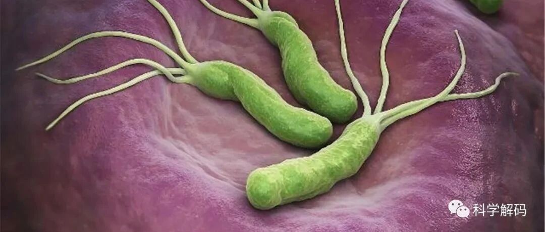 将幽门螺旋杆菌列为明确致癌物：中国感染率近60%