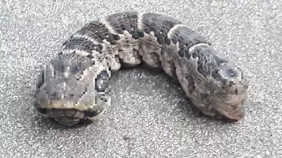 阿根廷现三眼双头生物:数万网友围观猜测