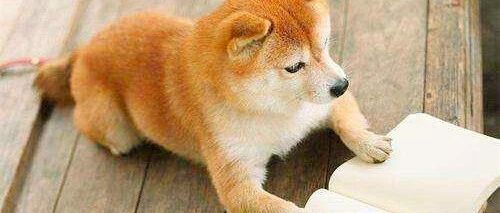 怎样才能入职BAT开发岗？