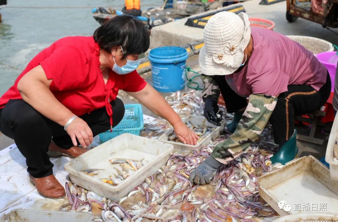 開海了一大波日照本地海鮮上市價格真不貴