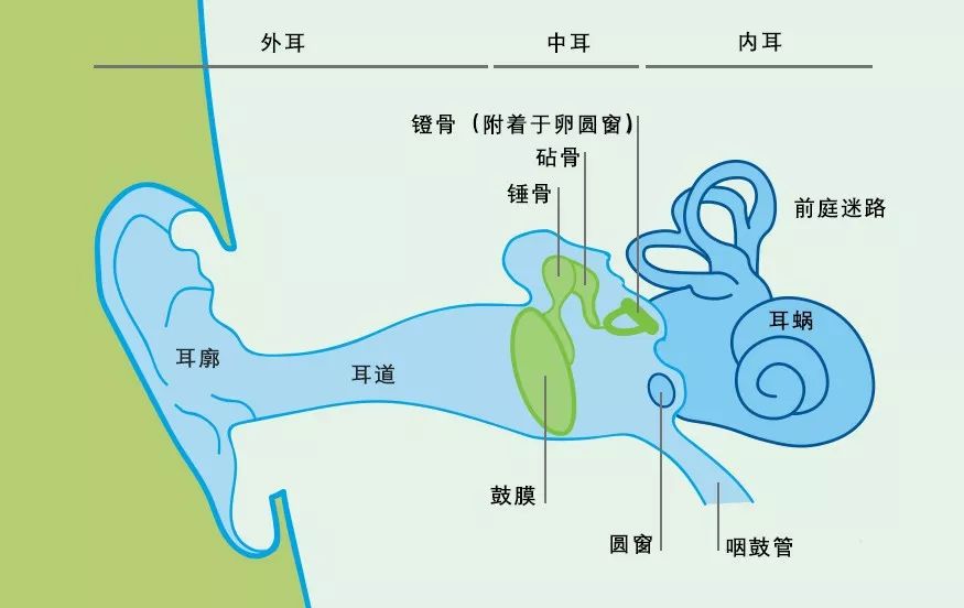 耳朵究竟长什么样？如何处理声音信号？的图1