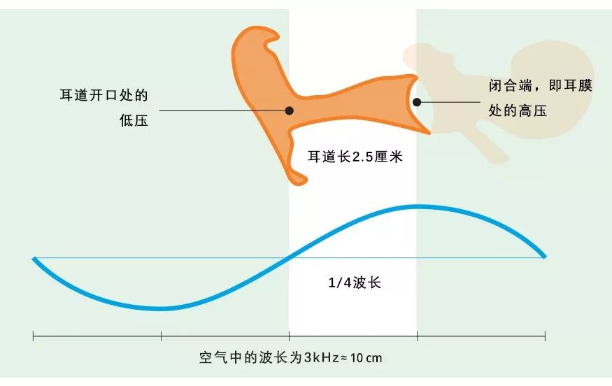 耳朵究竟长什么样？如何处理声音信号？的图2